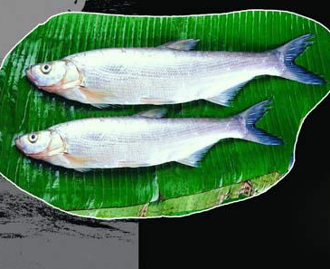 White fish